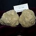 Tartufo, asta record nelle Langhe: a uno chef cinese un esemplare da 100 mila euro