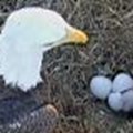 Florida: diretta web per lo spettacolo della nascita di due aquile